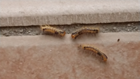 家の外壁にこの毛虫が大量発生して 張り付いてるのですが 種類と原因が Yahoo 知恵袋
