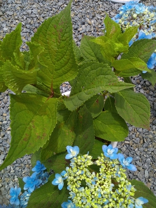 紫陽花です 葉焼けだと 思い込んでたのですが 病気でしょうか 午前中 Yahoo 知恵袋