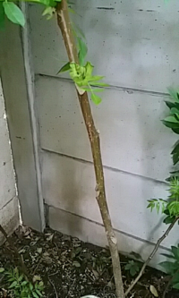 長野の山でトゲ無しのタラノ木と思い採ってきて 家の庭に植えたところ根 Yahoo 知恵袋