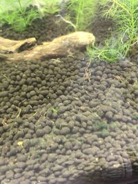 淡水魚の水槽に白い虫がわきました ものすごく細かい 0 1mmくら Yahoo 知恵袋