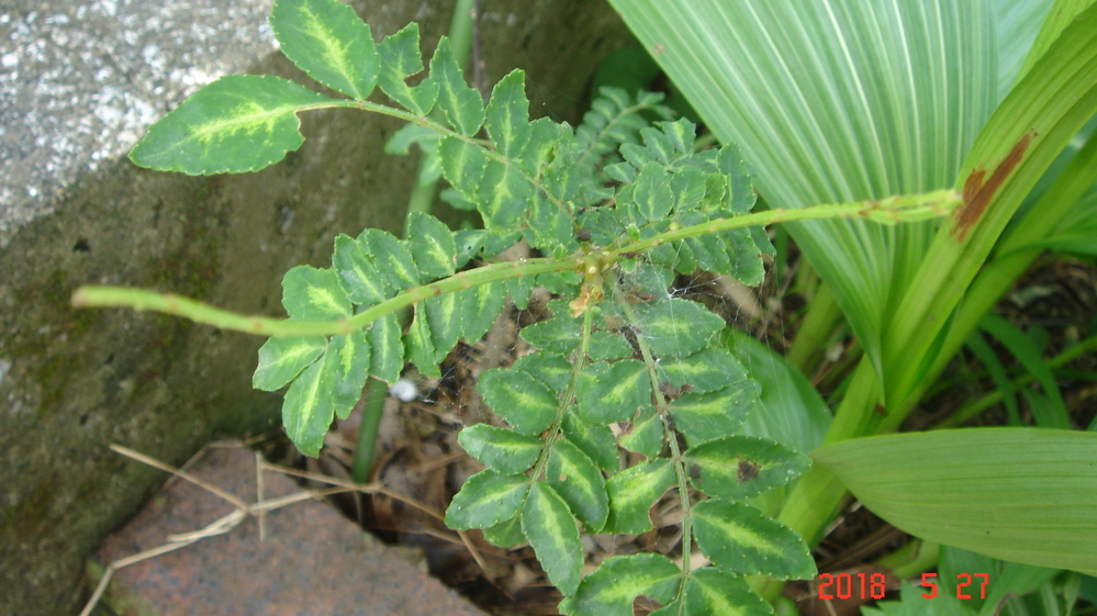 山椒の葉が食われる？ - 自宅栽培（地植え）の山椒の葉が無くなります