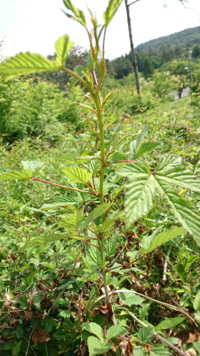 このトゲのある雑草の名前を教えてください 幹の部分にトゲがあるのが特徴で根っこ Yahoo 知恵袋