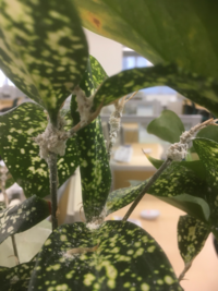 観葉植物に白い粉のようなものが付いています この駆除方法はどうしたら Yahoo 知恵袋