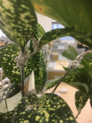 植物 白い 粉 3430 植物 粉 白い