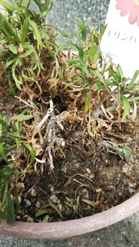 ガーデニング初心者です 鉢植えのマーガレットが根の方から枯れてきまし Yahoo 知恵袋