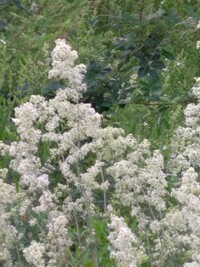 土手で所々群生してました 白いライラックの小型の花で香りがあります 葉はローズ Yahoo 知恵袋