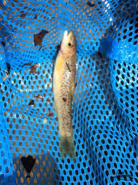 魚の名前教えてください！ - 5月下旬に大阪能勢のキャンプ場の小さな 