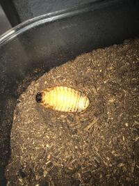 カブトムシの幼虫が土から出てきてしまいます 何が原因でしょう Yahoo 知恵袋