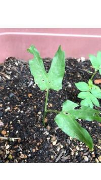 朝顔の本葉が出てきたところをナメクジに食べられてしまったようです これは Yahoo 知恵袋
