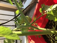 ミニトマトのわき芽と間違えて摘心してしまったような気がします まだ花の蕾 Yahoo 知恵袋