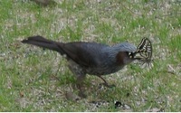 鳥から見ればアゲハ蝶もいい餌になるんですか 鳥が興奮気味に芝生で鳴い Yahoo 知恵袋