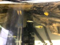 沖縄の川にはグッピーが住んでるってほんとですか 昔からいるの それとも Yahoo 知恵袋