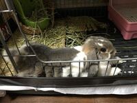 飼っているウサギが最近 ケージの中で暴れるようになりました 餌皿 Yahoo 知恵袋