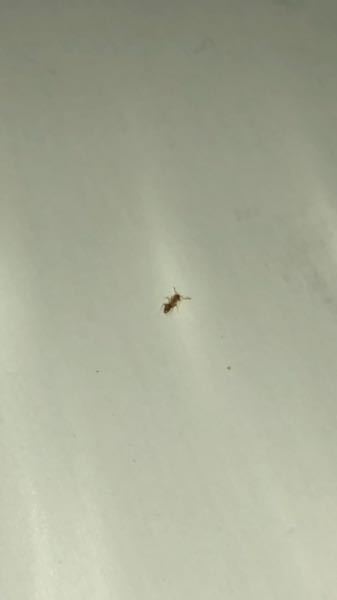 最近この虫が砂糖に大量発生し 砂糖は捨てましたが まだちらほら見かけますが こ Yahoo 知恵袋