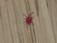 糸を出す小さな赤い蜘蛛 ダニ 先日友人に貰った木材で２坪の物置を庭に建て Yahoo 知恵袋