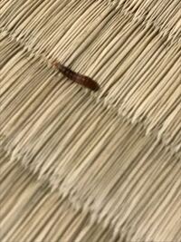 これは何という虫でしょうか 何かの幼虫っぽいのですが特徴は赤い頭部 黒い Yahoo 知恵袋