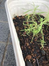 昨年コキアの小さな苗を買って地植えしたところ 種がこぼれてこの春 Yahoo 知恵袋