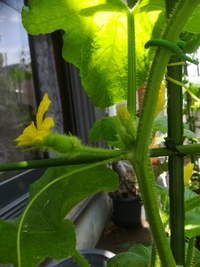 パンナメロンをプランターで育ててます 普通メロンって孫つるに雌花がつくと思いま Yahoo 知恵袋