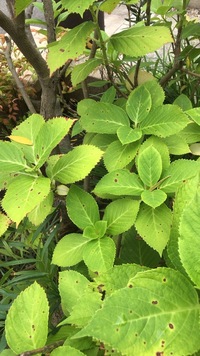アジサイに出来た黒い斑点 アジサイをいくつか植えたのですが 葉と茎 Yahoo 知恵袋
