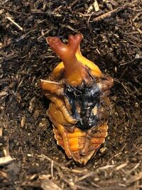 カブトムシの蛹に付いた黒いものに関して 一週間前に幼虫が蛹になりました 蛹 Yahoo 知恵袋