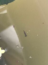 水槽の中に黒い虫エビ水槽に体長1ミリ程の楕円形の黒い虫がいます 白い点 Yahoo 知恵袋