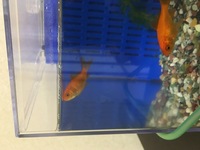 金魚って水道水では生きられないんですか なぜか金魚が大量に死んでしまい Yahoo 知恵袋