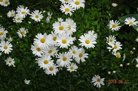 白い菊みたいなこの花の名前教えてください 札幌近郊でみかけました Yahoo 知恵袋