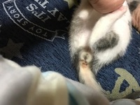 子猫の性別がわかりません 先日もらってきた子猫なのですが 性別がよくわ Yahoo 知恵袋