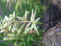 有茎草の水中化途中のトリミングについて 1週間ほど前に60cmの水槽 Yahoo 知恵袋