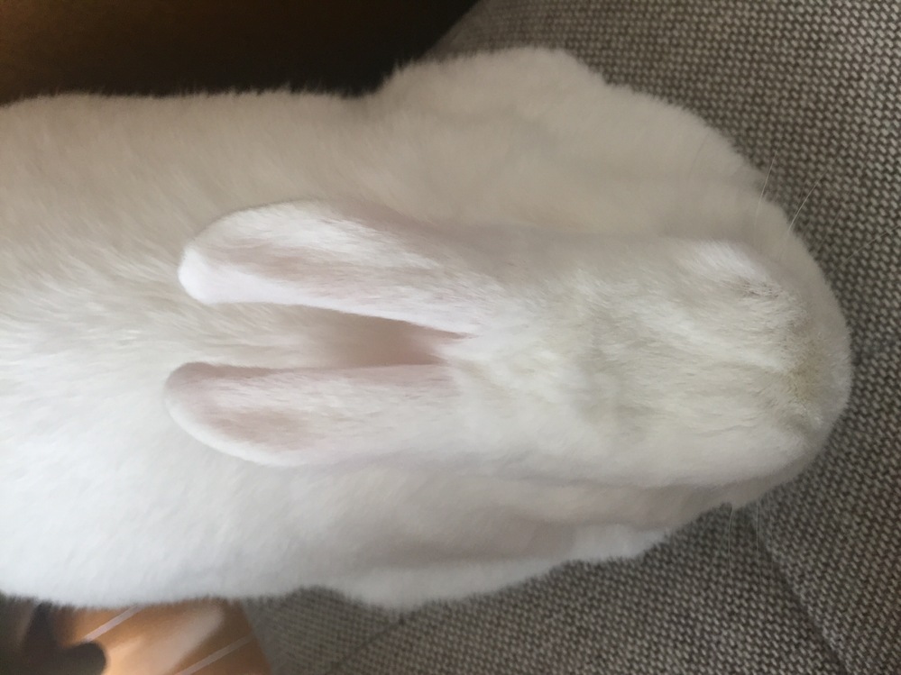 助けて下さい！猫の皮下輸液に失敗しました。後ろ左足がビチョビチョ 