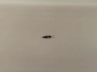 仕事の虫 金の虫 この言葉の意味教えて下さい 虫は餌を捕り 生きること Yahoo 知恵袋