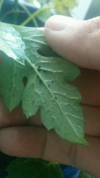 スイカの苗を植えているのですが裏にハダニのような虫が沢山ついています 霧吹きで Yahoo 知恵袋