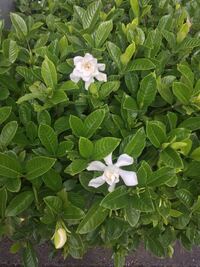 街路樹に白い花が咲く木が植えられました どなたか樹木名を教えてください こ Yahoo 知恵袋