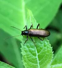 此の虫の名は 黒光りしていてかっこいいです Yahoo 知恵袋