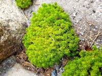 苔についてです 苔はホームセンターの園芸コーナーなどに売っています Yahoo 知恵袋