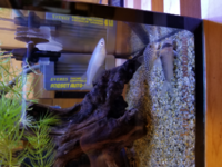 コリドラスは時々 エラから食べたものを出したりしますか Yahoo 知恵袋