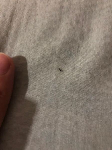 この間から家に小さいアリみたいな虫をよく見かけます。 - 家は4階で 