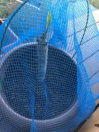 プルメリアの蕾が黒ずんで落下してしまう原因は プルメリア サモア Yahoo 知恵袋