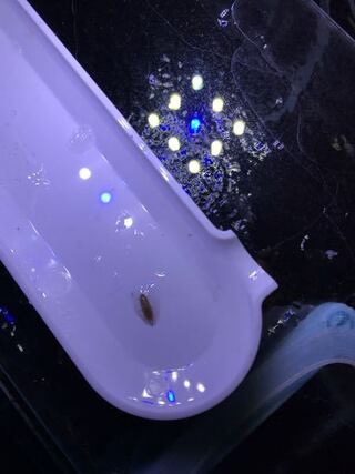 レッドビーシュリンプ水槽の 外部フィルターを交換する時に発見した Yahoo 知恵袋