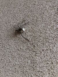 この蜘蛛は卵を抱えてるんですか アシダカグモですか マジキモい Yahoo 知恵袋