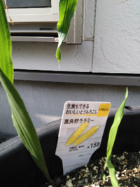 トウモロコシなんですがカインズで苗を購入し数本頭が出てきてヒゲも出て Yahoo 知恵袋