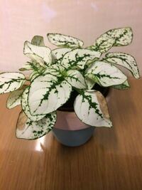 ヒポエステスが上にばかり伸びることについてお伺いします 写真の状態は 日 Yahoo 知恵袋