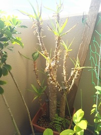 ｼｸﾗﾒﾝが根腐れしたようです 復活させるにはどうしたらよいです Yahoo 知恵袋