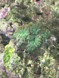 ライブロックの生物についておしえてほしいですライブロックの穴から触手 しかもか Yahoo 知恵袋