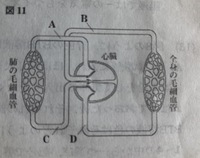 中学理科の問題です 図は人の血液の循環を模式的に示したもので A Dは心臓につ Yahoo 知恵袋