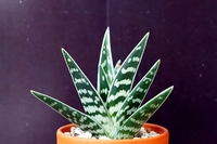 花の苗で 入荷したばかりの新鮮な苗を買うには 何曜日に店に行 Yahoo 知恵袋