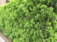 生垣に使っているカイヅカイブキの刈り込みについて2mほどに成長したカイヅカイブ Yahoo 知恵袋