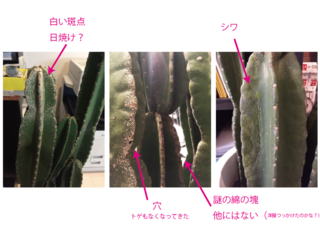 柱のサボテンが枯れそうです アドバイスください 引っ越し祝いでサボテンをい Yahoo 知恵袋