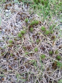 写真に写っている小さい草は雑草ですか 庭の芝生に生えて来ましたが 雑草なのかわ Yahoo 知恵袋