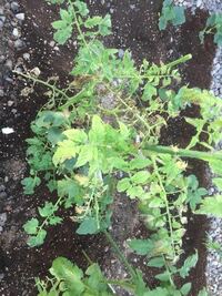 トマトがこのようなってきました。枯れそうです。原因は肥料過多？回復方法教えてください！ 